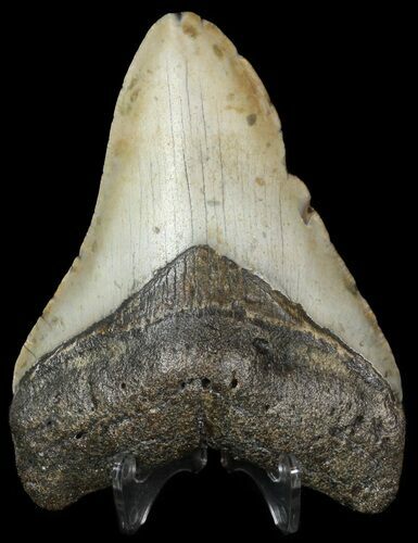 Megalodon Tooth - North Carolina #45631